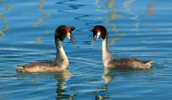 Couple of great crested grebe ducks — Stock Photo, Image