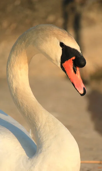 Head of a swan by sunset — Stock Photo, Image
