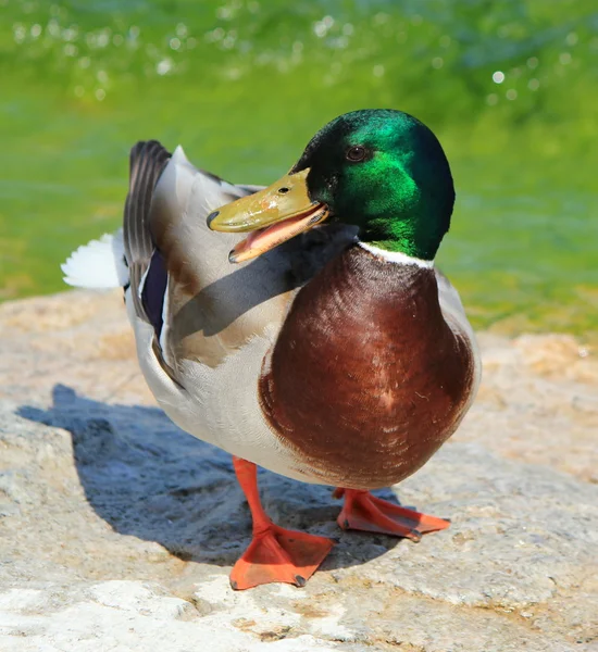 Chat yapan erkek yeşilbaş ördek — Stok fotoğraf