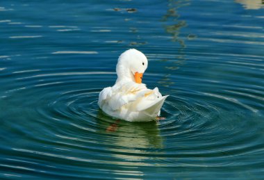 Quiet white duck clipart