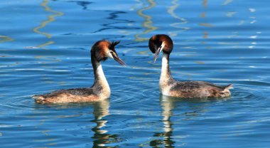 Couple of great crested grebe ducks clipart