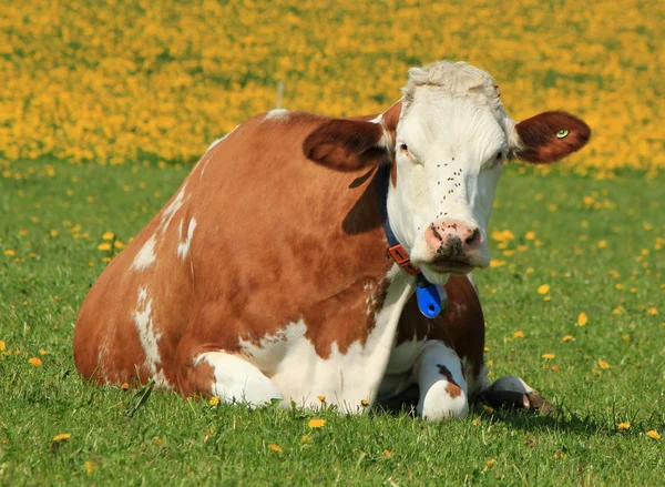 Vacas de Friburgo cantão, Suíça, descansando — Fotografia de Stock