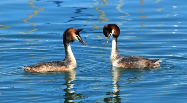 Couple of great crested grebe ducks — Stock Photo, Image
