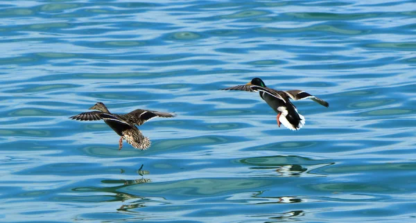 Mallard patos aterrizando en el agua — Foto de Stock