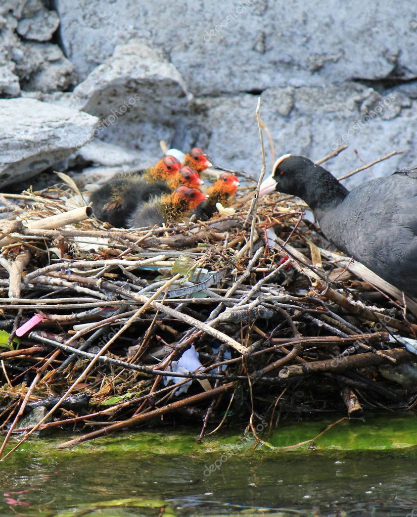 Coot female duck feeding its ducklings — Stock Photo © Elenarts 5824978
