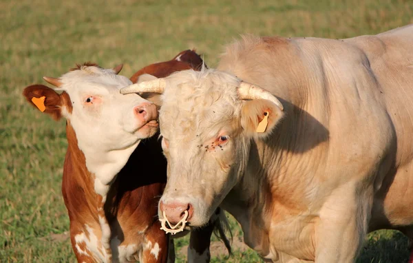 Calf licking its mother — Stock Photo, Image