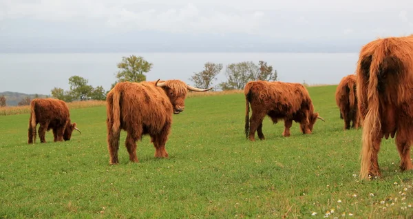 Стадо красивых высокогорных коров — стоковое фото