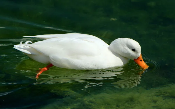 Pato branco — Fotografia de Stock