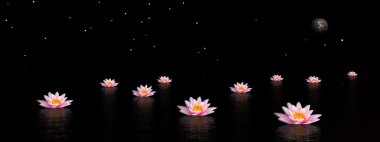 Lily çiçekler gece