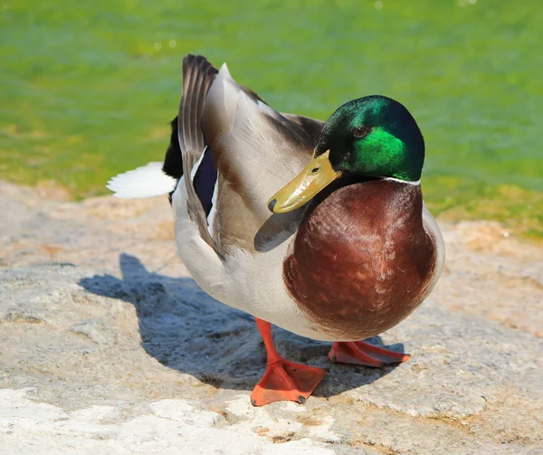 Erkek yeşilbaş ördek — Stok fotoğraf