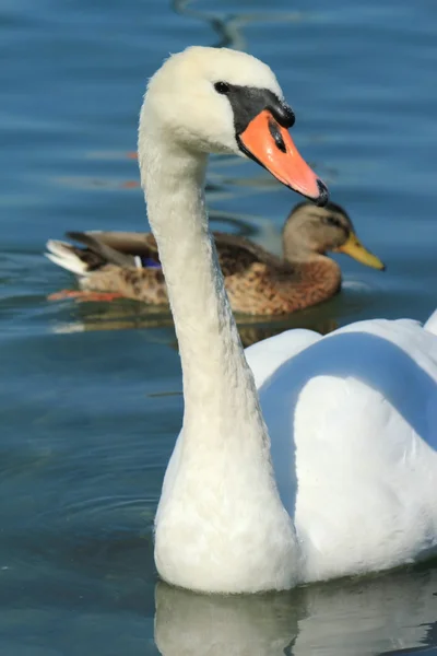 Swan and duck — Stock Photo, Image