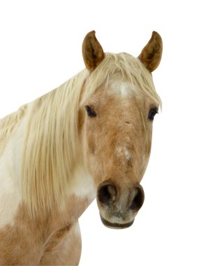 Horse face clipart