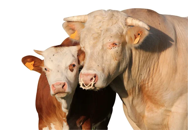 Calf and mother cow together — Stock Photo, Image