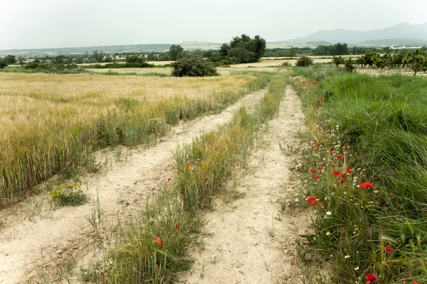 Весенний пейзаж Испании — стоковое фото