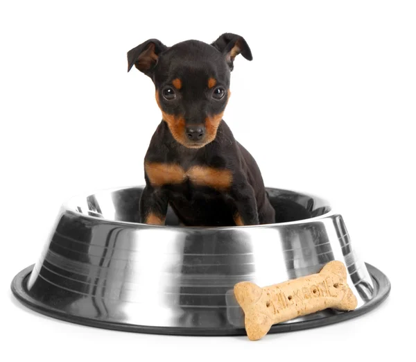 Miniatuur Dobermann speelgoed pinsher puppy hondje — Stockfoto