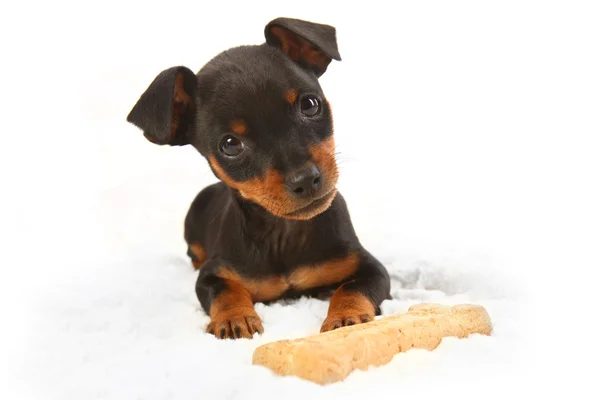 Miniatur Doberman Toy Pinsher Puppy Dog — Stok Foto