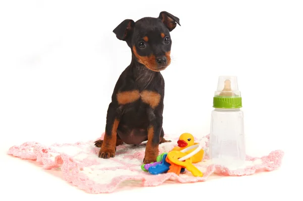 Miniaturní Dobrman hračku pinsher štěně pes — Stock fotografie