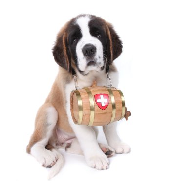 Saint Bernard Puppy Portrait clipart