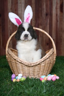 Paskalya temalı saint bernard köpek portre