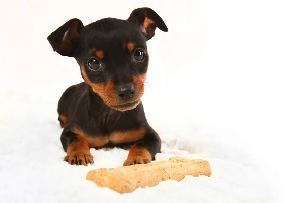 Miniatuur Dobermann speelgoed pinsher puppy hondje — Stockfoto
