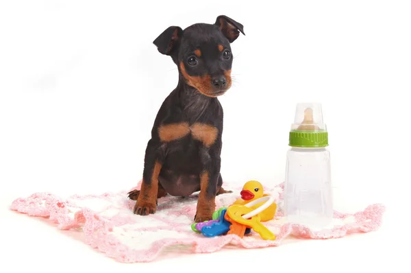 Cane cucciolo giocattolo in miniatura Doberman Pinsher — Foto Stock