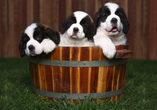 Three Adorable Saint Bernard Puppies in a Barrel — Stok Foto