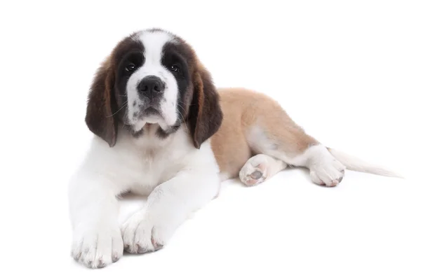 Милий щеня Bernard Сен на білому — стокове фото