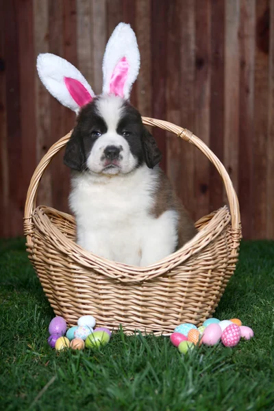 Húsvéti témájú bernáthegyi kiskutya portré — Stock Fotó