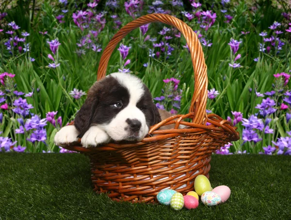 Saint bernard puppy portret — Stockfoto