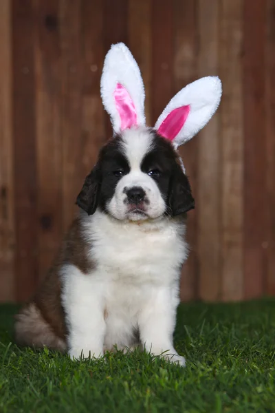 Easter Themed Saint Bernard Puppy Portrait — Stock Photo, Image