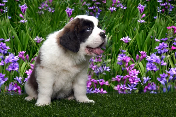 白地にかわいいセントバーナードの子犬 — ストック写真