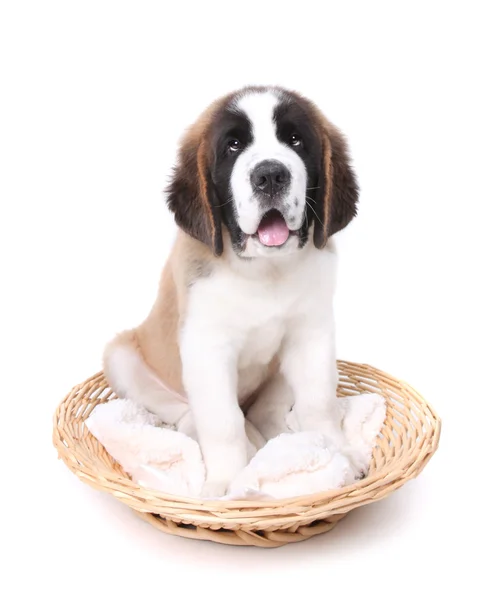 Schattige saint bernard puppy op wit — Stockfoto