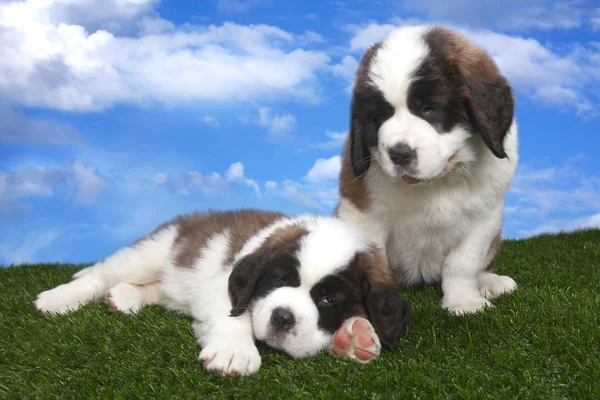 Potret Saint Bernard Puppies — Stok Foto