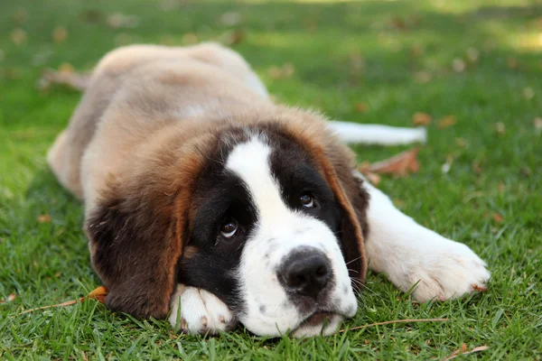 Štěně pes venku v trávě — Stock fotografie