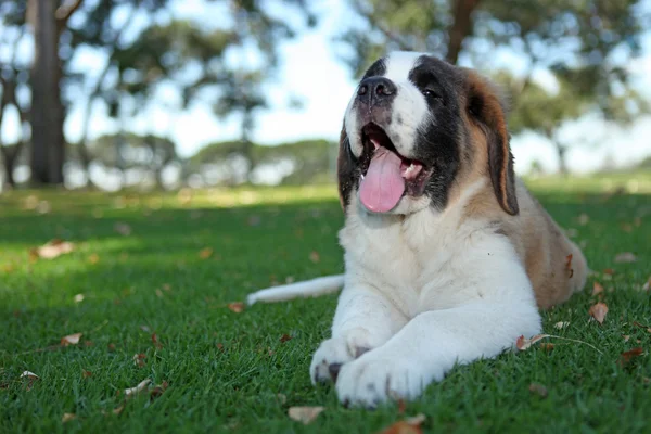 Filhote de cachorro ao ar livre na grama — Fotografia de Stock