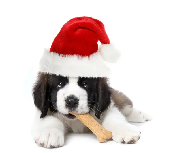 Adorable Santa Claus San Bernardo cachorro — Foto de Stock