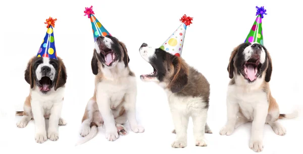 Saint bernard köpekler kutluyor şarkı — Stok fotoğraf