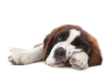 Young Saint Bernard Puppy on White Background clipart