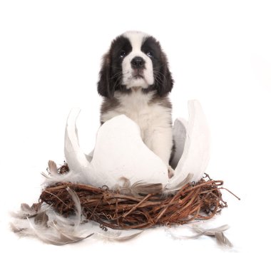 Young Saint Bernard Puppy on White Background clipart