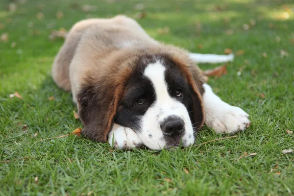 Puppy hondje buiten in het gras — Stockfoto