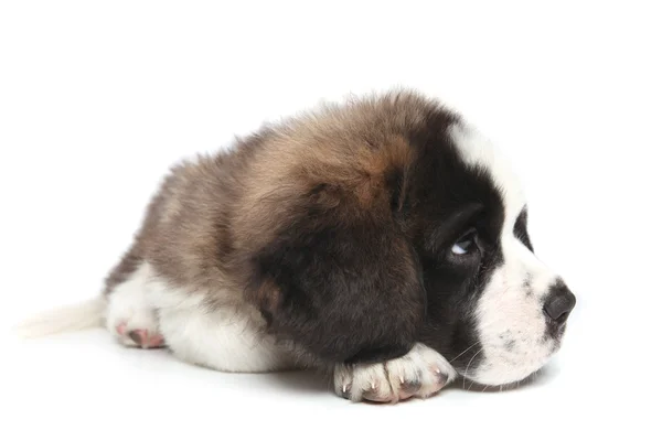 白い背景の上の若いセントバーナードの子犬 — ストック写真