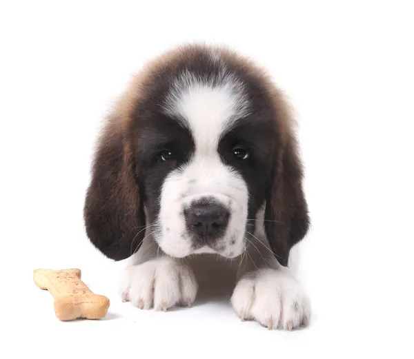 São Bernardo Puppy Retrato — Fotografia de Stock