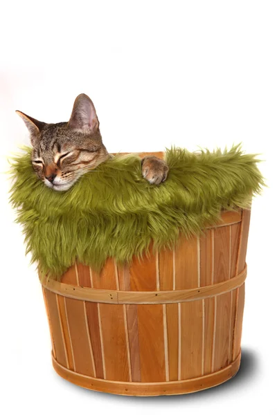 Little kitten in a basket — Stock Photo, Image