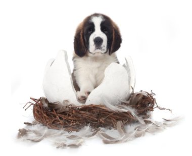 Young Saint Bernard Puppy on White Background clipart