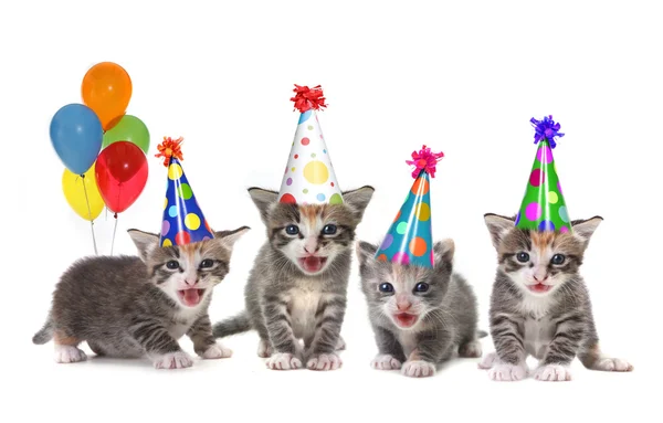 Geburtstagslied singende Kätzchen auf weißem Hintergrund — Stockfoto