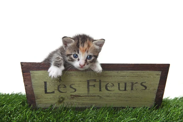 Adorable Cute Kitten in a Flower Box — Stock Photo, Image