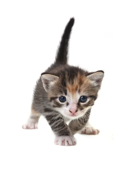 Baby Cute Kitten on a White Background — Stock Photo, Image