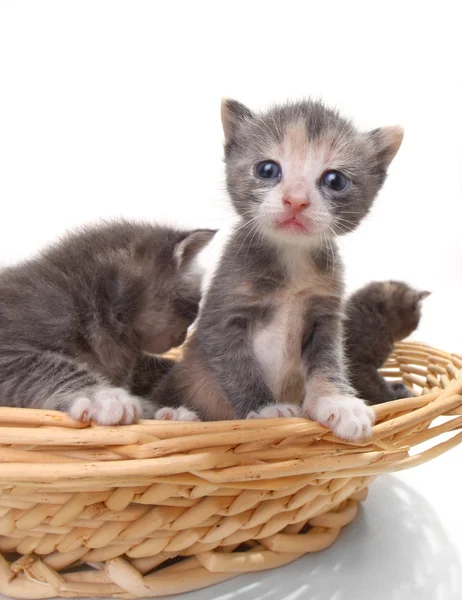 Carino neonato gattini facilmente isolato su bianco — Foto Stock