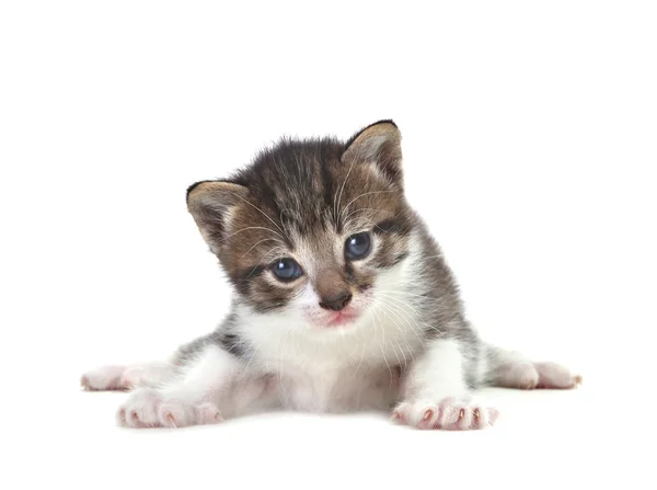 Beyaz zemin üzerinde bebek şirin kedi yavrusu — Stok fotoğraf