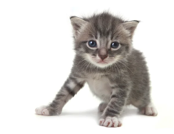 흰색 바탕에 귀여운 고양이 아기 — 스톡 사진